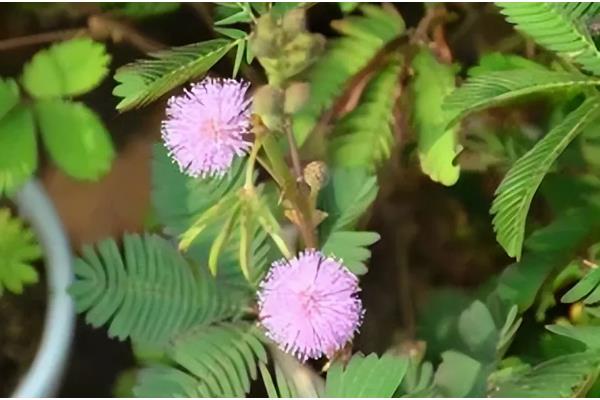 含羞草能水培吗,是可以水培的