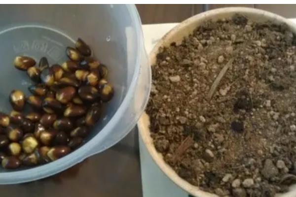 枇杷能种子繁殖吗，枇杷种子可以繁殖