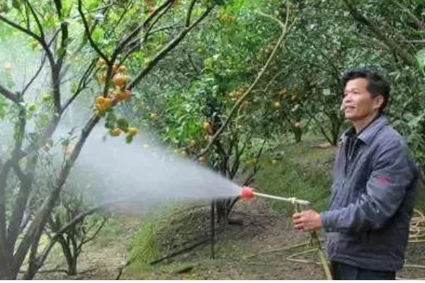 枇杷能种子繁殖吗，枇杷种子可以繁殖