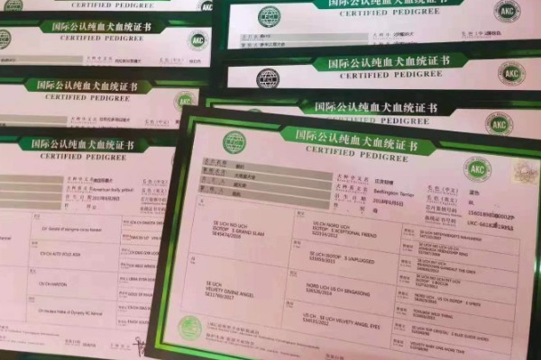 鉴定证书是血统证书吗,二者是两回事