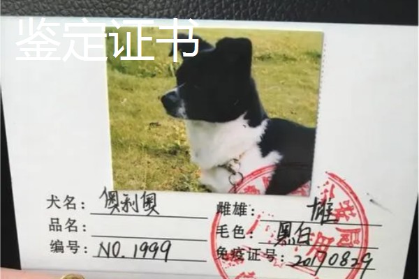 鉴定证书是血统证书吗,二者是两回事