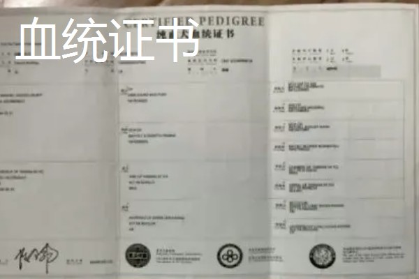 鉴定证书是血统证书吗,二者是两回事