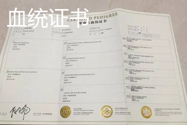 鉴定证书是血统证书吗,二者是两回事