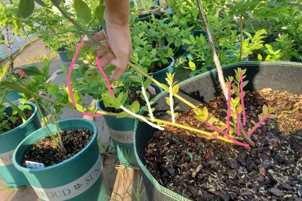 蓝莓压条繁殖的时间,在早春的2-4月或秋季8月以后