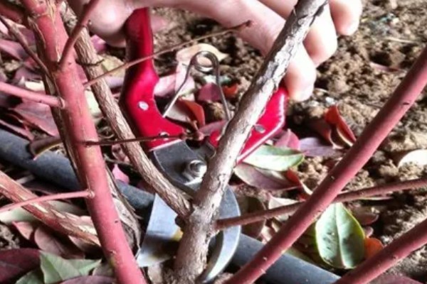 蓝莓压条繁殖的时间,在早春的2-4月或秋季8月以后