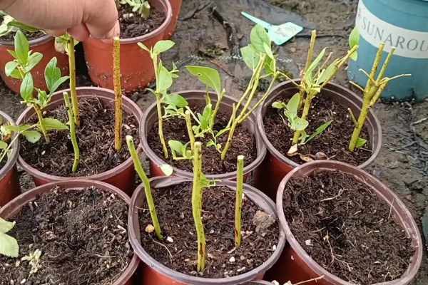 蓝莓压条繁殖的时间,在早春的2-4月或秋季8月以后