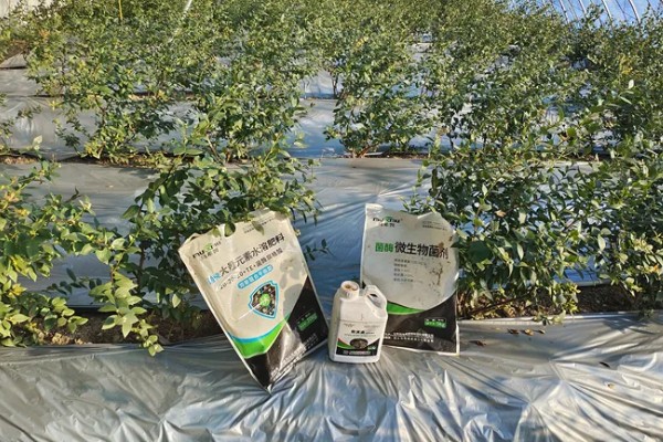 蓝莓压条繁殖的时间,在早春的2-4月或秋季8月以后