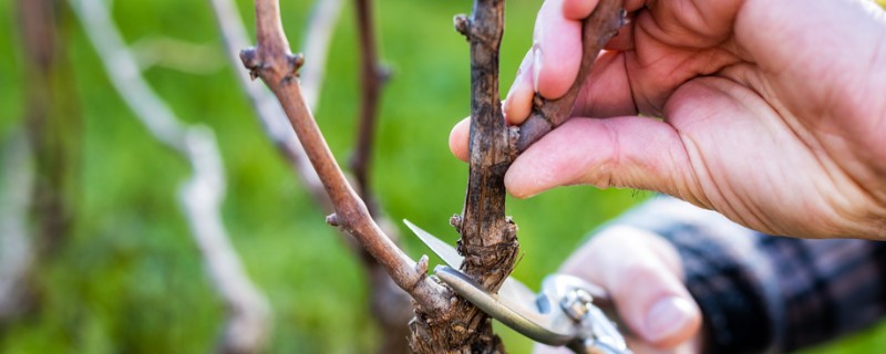如何提高花木嫁接成活率，在生产中一般选择本砧嫁接