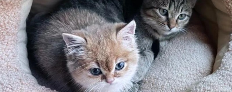 猫咪低血糖怎么办,发作时可以饲喂葡萄糖水