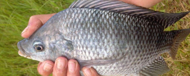 罗非鱼是不是吃垃圾的鱼，不是吃垃圾的鱼