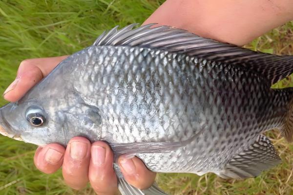 罗非鱼是不是吃垃圾的鱼，不是吃垃圾的鱼