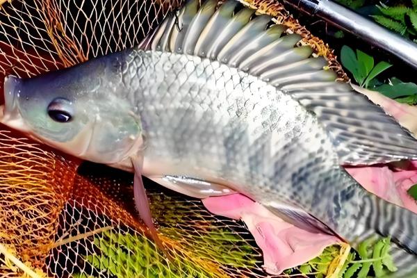 罗非鱼是不是吃垃圾的鱼，不是吃垃圾的鱼