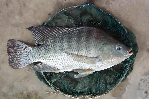 罗非鱼是不是吃垃圾的鱼，不是吃垃圾的鱼