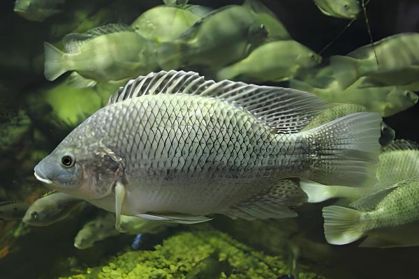 罗非鱼是不是吃垃圾的鱼，不是吃垃圾的鱼