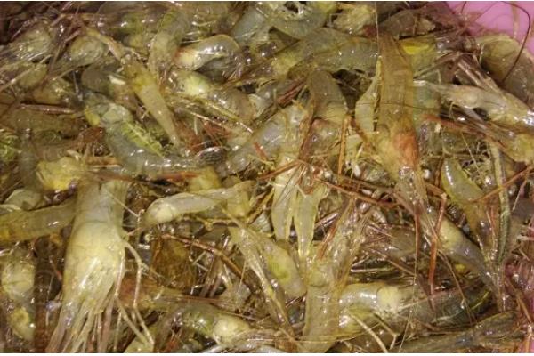 草虾和明虾哪个好吃，两种虾都是很好吃的