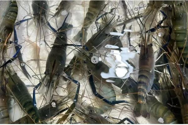 草虾和明虾哪个好吃，两种虾都是很好吃的