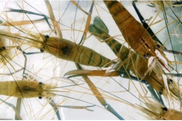 草虾和明虾哪个好吃，两种虾都是很好吃的