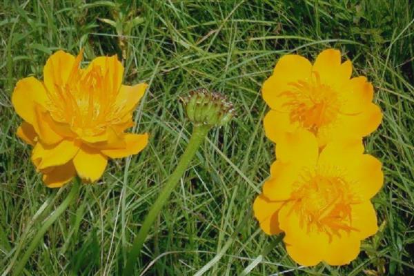 金莲花有哪些作用，可供观赏和净化空气等