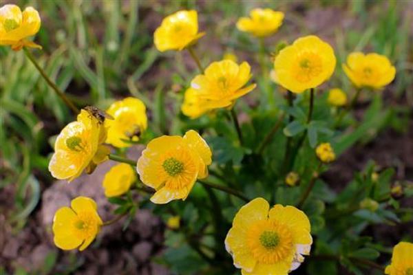 金莲花有哪些作用，可供观赏和净化空气等