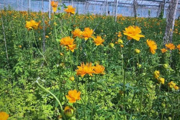 金莲花有哪些作用，可供观赏和净化空气等