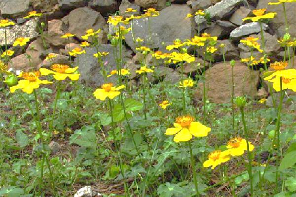 金莲花有哪些作用，可供观赏和净化空气等