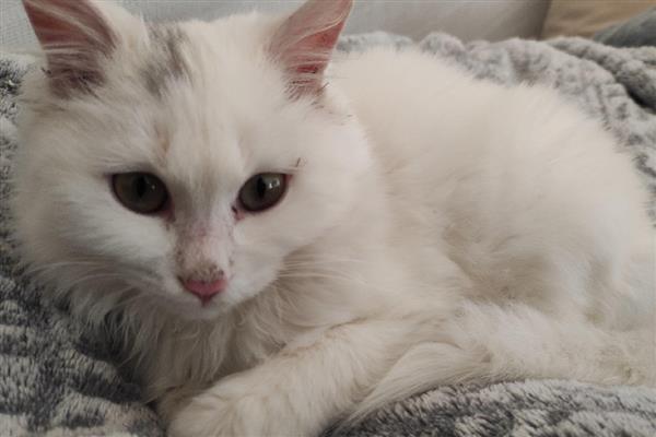 猫咪低血糖怎么办，发作时可以饲喂葡萄糖水