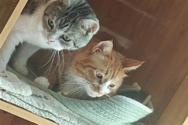 猫咪低血糖怎么办，发作时可以饲喂葡萄糖水