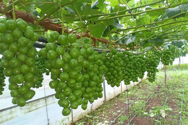 龙须往上长珍珠往下排是什么植物，是葡萄