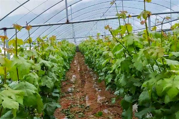 龙须往上长珍珠往下排是什么植物，是葡萄