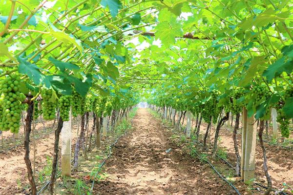 龙须往上长珍珠往下排是什么植物，是葡萄