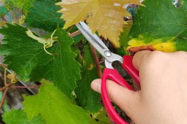 龙须往上长珍珠往下排是什么植物，是葡萄