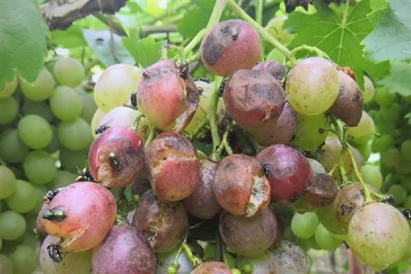 龙须往上长珍珠往下排是什么植物，是葡萄