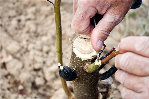 如何提高花木嫁接成活率，在生产中一般选择本砧嫁接