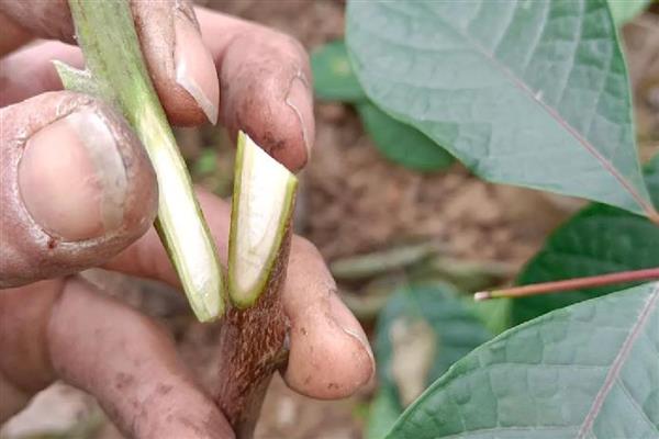 如何提高花木嫁接成活率，在生产中一般选择本砧嫁接