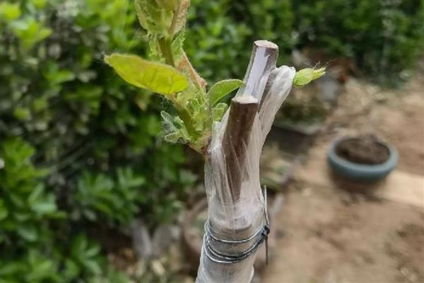 如何提高花木嫁接成活率，在生产中一般选择本砧嫁接