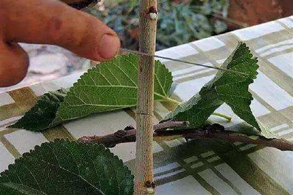 如何提高花木嫁接成活率，在生产中一般选择本砧嫁接