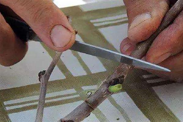 如何提高花木嫁接成活率，在生产中一般选择本砧嫁接