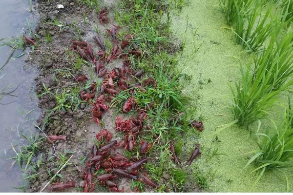 农村小龙虾面积等于产量吗，面积不等于产量