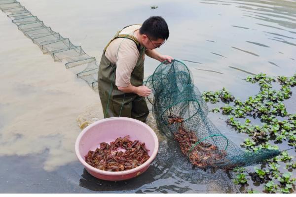 农村小龙虾面积等于产量吗，面积不等于产量
