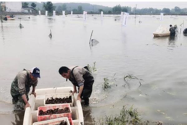 农村小龙虾面积等于产量吗，面积不等于产量