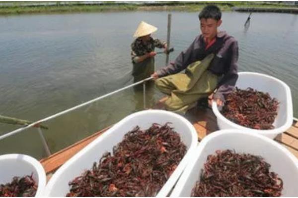 农村小龙虾面积等于产量吗，面积不等于产量