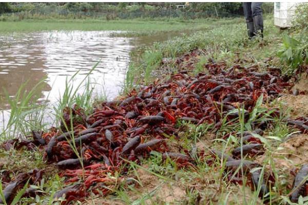 农村小龙虾面积等于产量吗，面积不等于产量