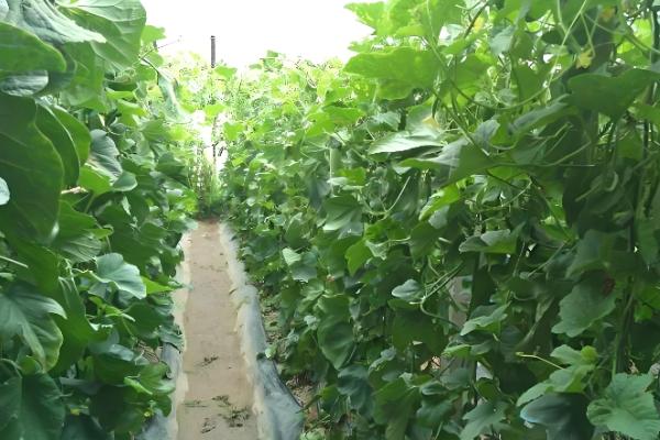 管理羊角蜜的方式，需要在播种前翻一次土