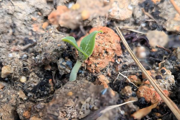 管理羊角蜜的方式，需要在播种前翻一次土