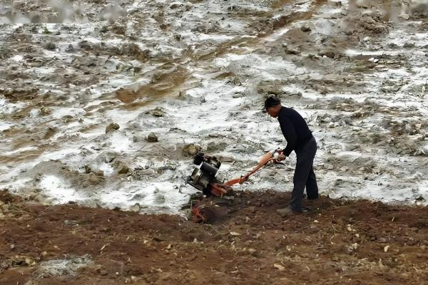 管理羊角蜜的方式，需要在播种前翻一次土