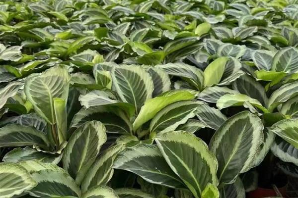 青莲竹芋的养殖方法,适宜生长在温暖的环境中