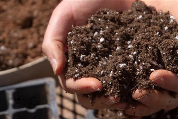 青莲竹芋的养殖方法,适宜生长在温暖的环境中