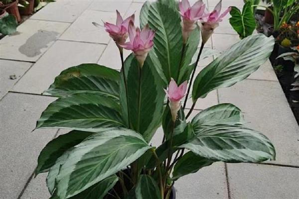 青莲竹芋的养殖方法,适宜生长在温暖的环境中