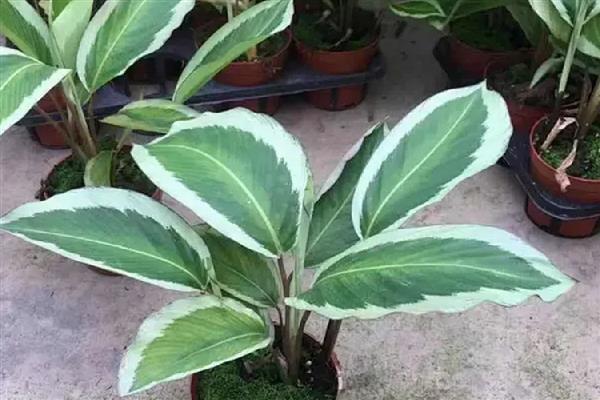 青莲竹芋的养殖方法,适宜生长在温暖的环境中