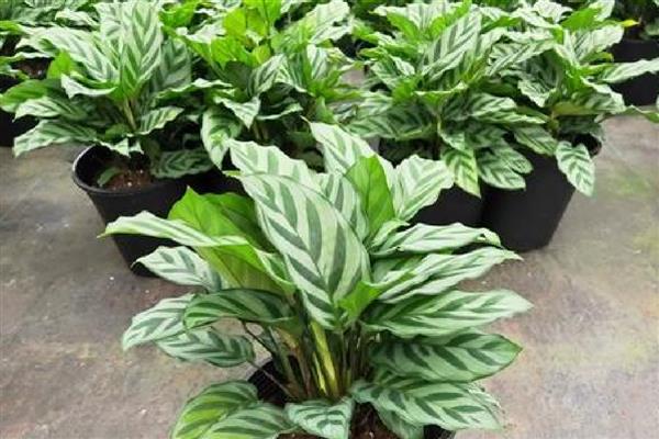 青莲竹芋的养殖方法,适宜生长在温暖的环境中